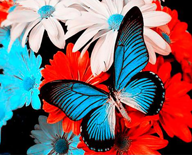 Gaira® Malování podle čísel Motýl M1292YK